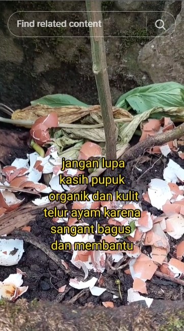 Tak perlu micin, pakai 2 ampas dapur ini agar tanaman cabai berbuah banyak