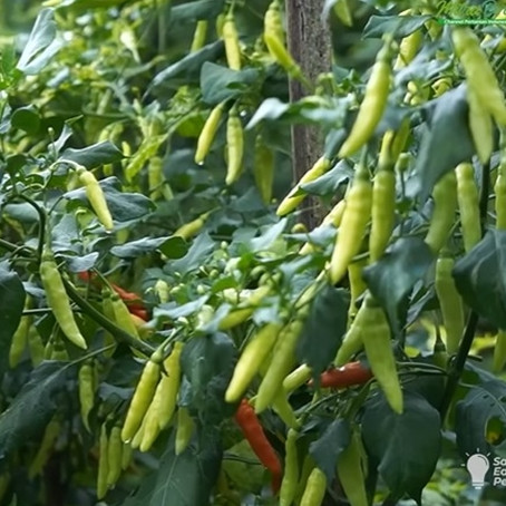 Tak perlu micin, pakai 2 ampas dapur ini agar tanaman cabai berbuah banyak