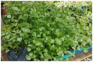 Bukan pakai daun sirsak, ini cara agar tanaman seledri makin subur dan bebas ulat pakai 2 bahan dapur
