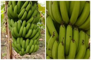 Tanpa garam atau air cucian beras, ini trik suburkan pohon pisang agar hasil buahnya lebih manis