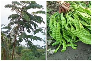Tanpa micin atau air cucian beras, ini trik agar pohon petai cepat berbuah lebat dan tak mudah rontok