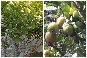 Tanpa kulit buah, ini trik agar pohon jambu biji cepat berbunga dan berbuah lebat pakai 1 ampas dapur