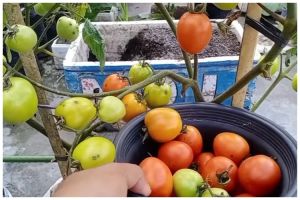Bukan garam atau sabun cuci piring, ini cara suburkan dan cegah hama tanaman tomat pakai 1 bumbu dapur