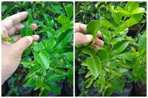 Bukan micin atau garam, ini trik merawat pohon jeruk purut agar cepat tumbuh pakai 1 jenis bumbu dapur
