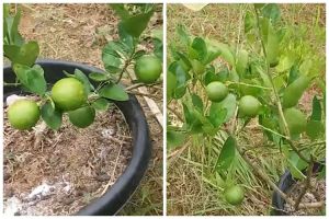Cukup pakai 1 bumbu dapur, begini trik merawat pohon jeruk nipis agar berbuah lebat sepanjang tahun