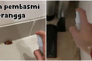 Kecoak di rumah auto mati, ini cara bikin cairan pembasmi serangga sendiri pakai 1 bahan masak