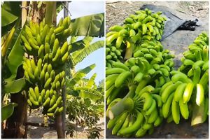 Tanpa diberi pupuk, ini trik merawat pohon pisang agar hasil buahnya makin besar, bersih, dan manis