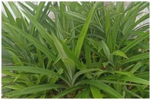 Cuma pakai 1 jenis bahan minuman, ini cara merawat tanaman pandan agar subur dan tak menguning