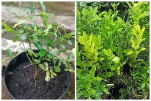 Bukan pakai bumbu dapur, ini trik agar pohon jeruk purut berdaun rimbun cuma dengan 1 ampas minuman