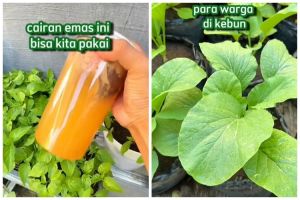 Bukan ditaburi micin atau garam, ini trik merawat tanaman sayur agar lebih subur pakai 1 jenis buah