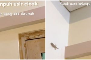 Tanpa repot bikin perangkap, ini cara ampuh usir cicak di rumah pakai 2 bahan dapur