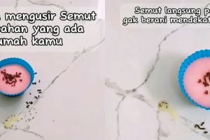 Tak perlu pakai cairan kimia, ini trik mudah usir semut cuma andalkan 1 jenis minyak