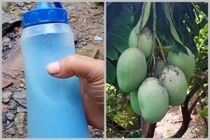 Bukan pakai bumbu dapur, ini trik merawat pohon mangga agar berbuah di luar musim dengan 1 jenis obat
