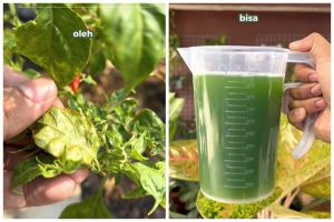 Jangan cuma sabun cuci piring, ini trik atasi tanaman cabai yang daunnya keriting pakai 1 jenis daun