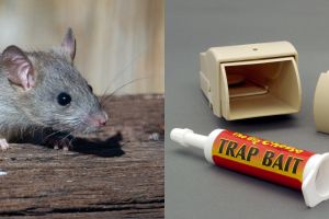 Nggak perlu pakai lem, ini trik bikin perangkap tikus andalkan 1 barang bekas