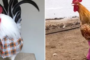 Hidup lagi banyak drama malah ketemu 11 potret kocak ayam dipakaikan baju, gagal paham sama konsepnya