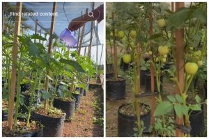 Bukan micin atau garam, ini trik merawat tanaman tomat agar cepat berbuah cukup pakai 1 bumbu dapur