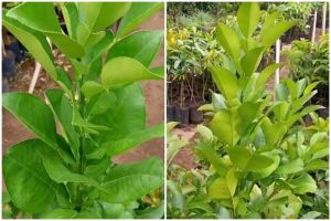 Tak perlu air cucian beras atau micin, ini cara melebatkan pohon daun jeruk pakai 1 bumbu dapur