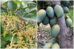 Bukan pakai obat, ini cara jitu merawat pohon mangga agar cepat berbuah cuma tambah 2 bahan dapur