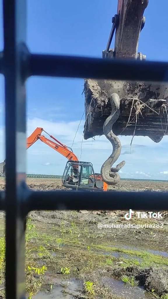 Lagi fokus ngurug tanah tukang ini malah temukan hewan di luar dugaan, bikin merinding