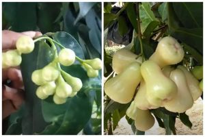 Hanya pakai 3 bahan dapur, ini trik suburkan pohon jambu air agar bunga dan buahnya tak mudah rontok