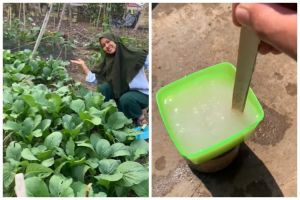 Tak cuma micin, ini trik merawat tanaman sawi agar subur dan daunnya lebar cukup tambah 1 ampas dapur