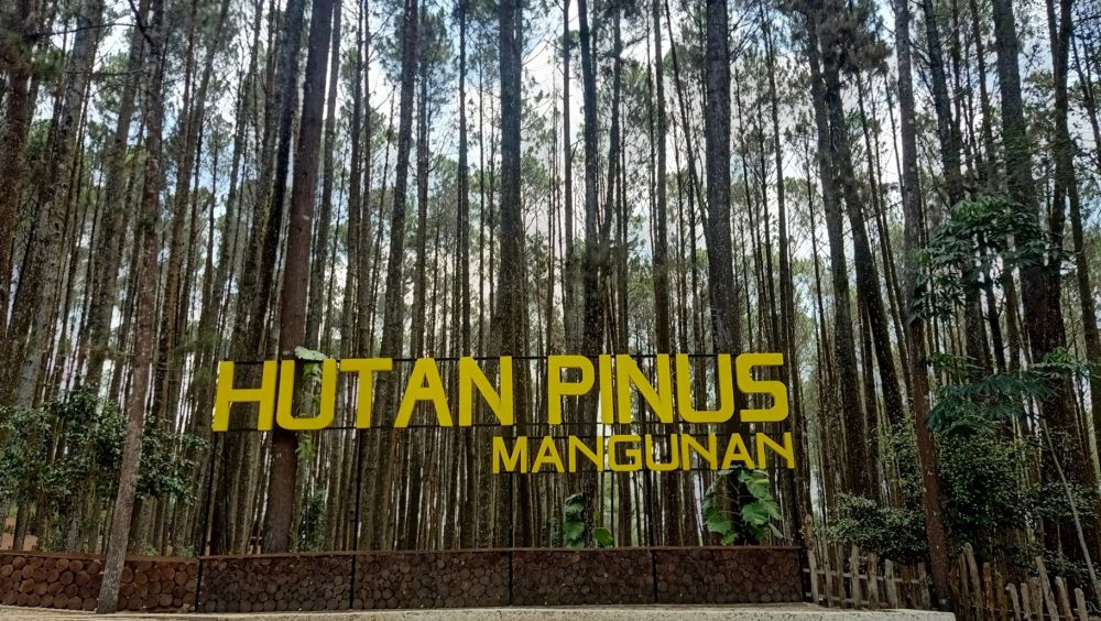 Mengenal aktor di balik popularitas wisata Hutan Pinus Mangunan, bermula pertemuan dengan Sri Sultan