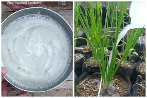 Tanpa garam atau air beras, ini trik merawat tanaman bawang merah agar subur pakai 1 jenis sayur