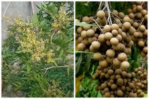Trik agar pohon kelengkeng cepat berbunga & berbuah meski ditanam dalam pot, ampuh pakai 1 ampas buah