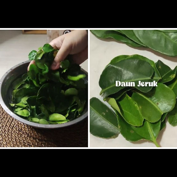 Cara menyimpan daun jeruk agar tetap hijau dan segar hingga 3 bulan