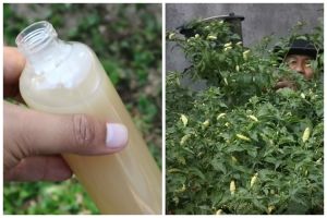 Tanpa garam atau air beras, ini trik basmi hama bakteri pada tanaman cabai cukup pakai 1 ampas buah