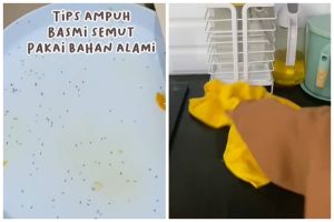 Tanpa minyak goreng atau cuka, ini cara mengusir semut di dapur cuma pakai 1 jenis buah
