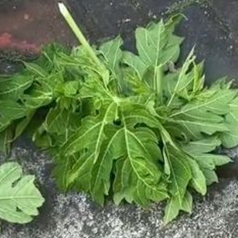Tak perlu tanah liat atau asam jawa, ini trik ampuh menghilangkan rasa pahit pada daun pepaya