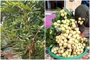 Tanpa micin, ini cara melebatkan pohon kelengkeng meski ditanam dalam pot cuma tambah 1 bumbu dapur