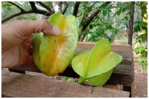 Tanpa diberi bawang atau sabun, ini trik membasmi hama lalat pada pohon belimbing cukup pakai 1 alat
