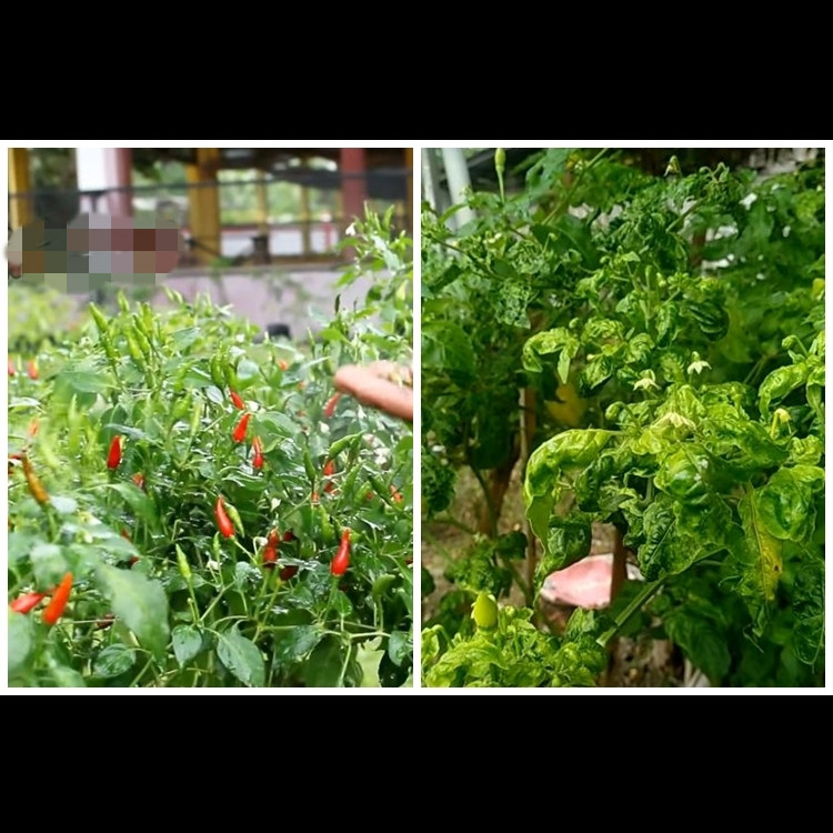Jadi penyebab daun keriting, ini trik ampuh basmi hama pada tanaman cabai cukup pakai 1 jenis daun