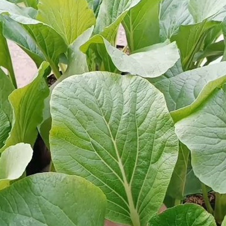 Bukan sabun cuci piring, ini trik mengusir hama ulat pada tanaman sawi cuma pakai 1 jenis ampas dapur