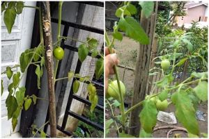 Trik merawat tanaman tomat yang layu agar bisa berbuah lebat cuma pakai 2 bahan dapur