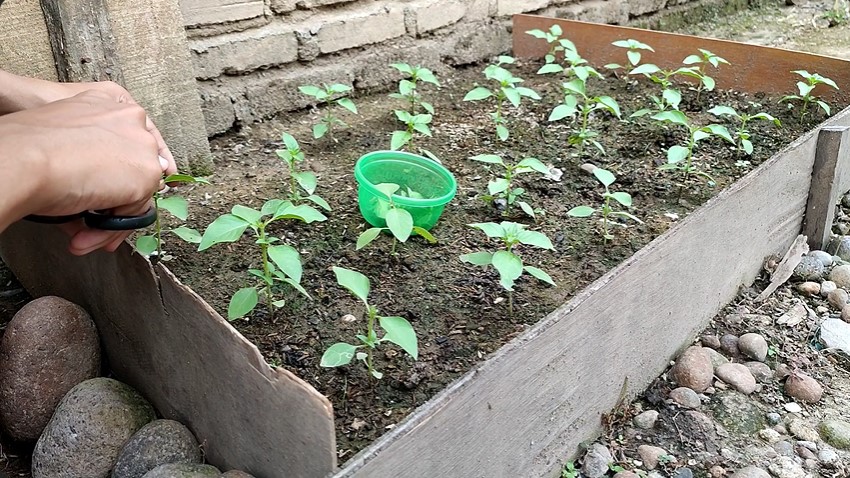 Modal Rp0! Ini trik merawat tanaman kemangi agar rimbun pakai 1 ampas dapur