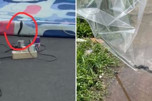 Kisah wanita temukan ular kobra di kamarnya ini bikin merinding, ternyata sembunyi di bawah kasur