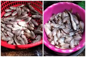 Lebih cepat tanpa pisau, ini cara membersihkan sisik ikan dalam jumlah banyak cuma butuh 2 menit