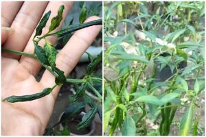 Bukan cuma micin, ini trik mengatasi tanaman cabai yang daunnya keriting dengan tambahan 1 bumbu dapur