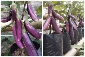 Tanpa micin, ini trik merawat tanaman terong agar berbuah lebat meski hanya ditanam dalam polybag