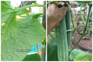 Tak perlu bumbu dapur, ini cara bikin semprotan pembasmi hama tanaman timun cuma pakai 2 bahan dapur