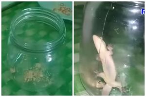 Bukan diberi umpan kopi, ini cara simpel bikin perangkap cicak cuma modal 1 bahan