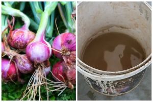 Tanpa garam atau micin, ini trik menyuburkan tanaman bawang merah agar tak busuk pakai 2 ampas dapur