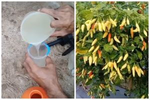 Jangan cuma diberi bawang, ini cara basmi hama pohon cabai pakai cairan dari 1 jenis minyak