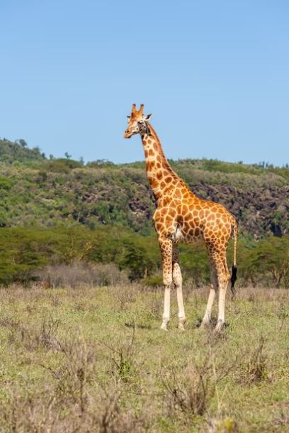 20 Contoh teks deskripsi hewan dalam bahasa Inggris, lengkap dengan pengertian dan terjemahannya