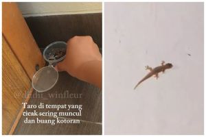 Tanpa perlu bikin perangkap, ini cara simpel membuat cairan pengusir cicak pakai 2 bumbu dapur