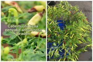 Cuma pakai 1 bahan dapur, begini cara mencegah tanaman cabai busuk dan rontok saat musim hujan